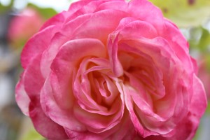 IMG_1772