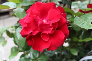 IMG_1776