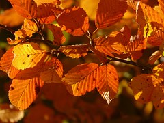 autumn-3130__180