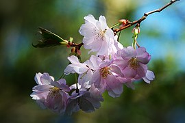 spring-flower-289844__180